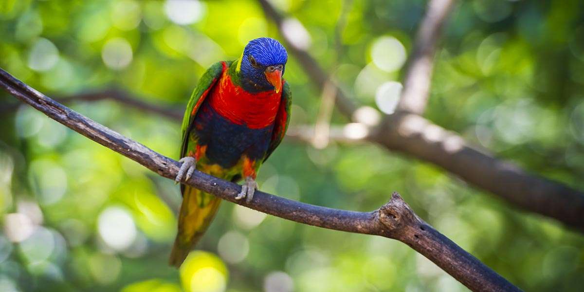Best Murwillumbah Accommodation: Why Guests Keep Coming Back 1 accommodation murwillumbah nsw